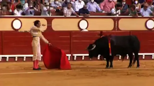 زجرکش کردن یک گاو در مراسم گاوبازی + فیلم