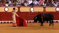 زجرکش کردن یک گاو در مراسم گاوبازی + فیلم
