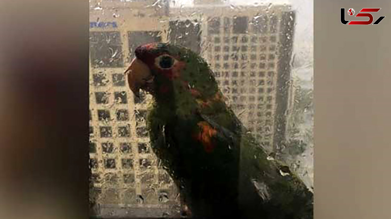 2 طوطی میهمانان هتل میامی از ترس توفان ایرما +عکس جالب