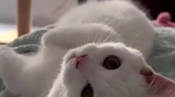 از راه رفتن تماشایی پنگوئن ها تا دلبری گربه با نمک