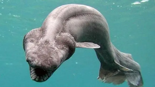 کشف فسیل کوسه ای که 80 میلیون سال قبل می زیسته است