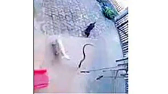 جدال سگ خانه با مار کبری برای نجات جان یک کودک