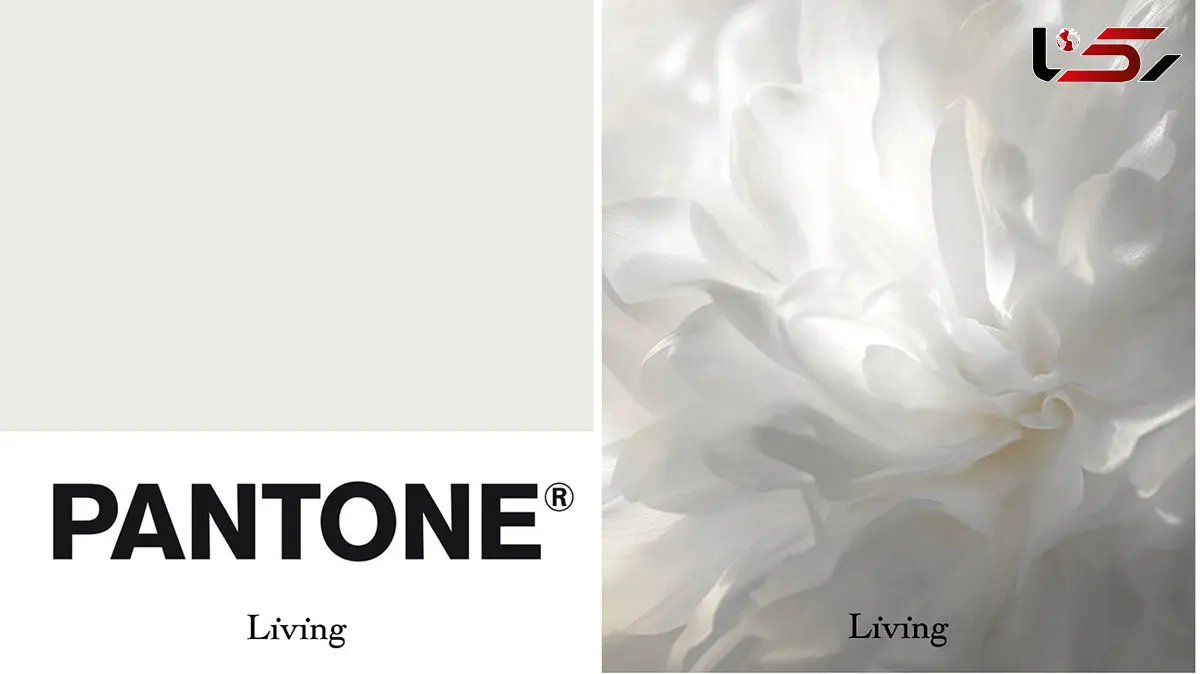 رنگ سال 2026 چیست؟ چرا رنگ جدید هیچ رنگی ندارد؟ / فیلم