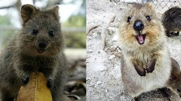 به این حیوان دست بزنید 300 دلار جریمه می شوید / او خوشحال ترین حیوان جهان است +عکس