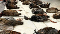 تکذیب کشتار پرندگان در تالاب هورالعظیم