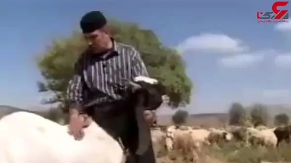 فیلم دیدنی از بزی هم قد الاغ و هم قیمت یک اسب اصیل / سلطان مار ایران چه گفت؟