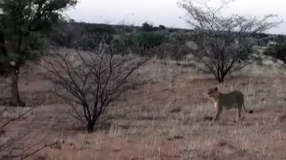 وقتی کفتار حواس پرت وارد قلمرو یک گله شیر گرسنه می شود + فیلم