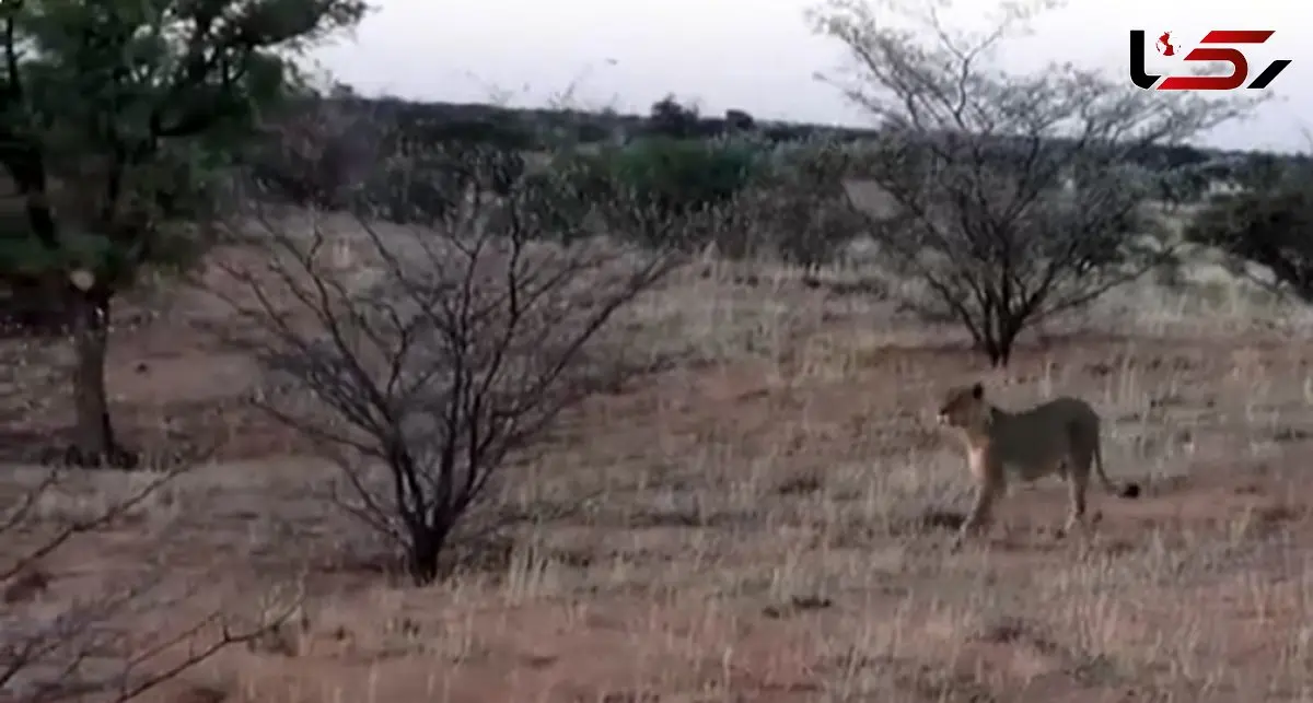 وقتی کفتار حواس پرت وارد قلمرو یک گله شیر گرسنه می شود + فیلم