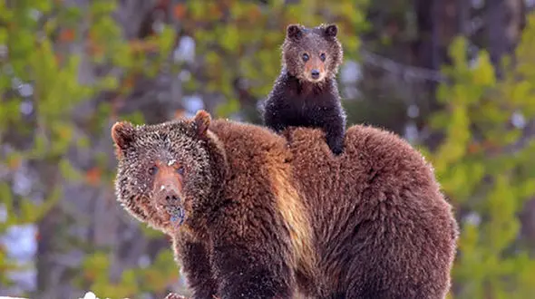 فیلم بازیگوشی خنده‌دار یک بچه خرس در خانه مردم!