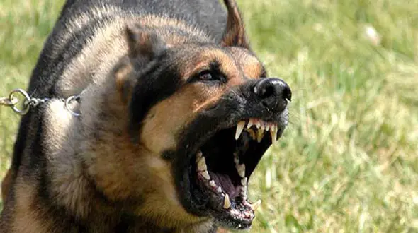 حمله خونین سگ های نگهبان به یک مرد / در فردیس رخ داد