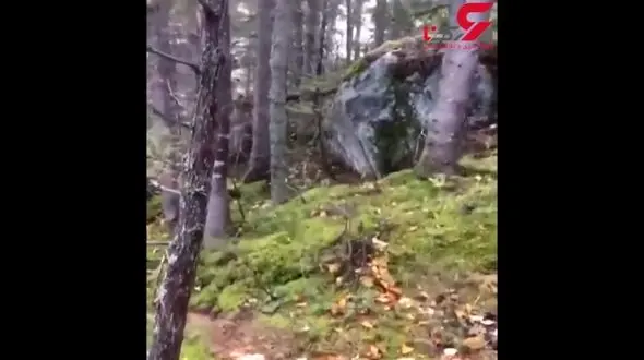 حرکت عجیب زمین در یکی از جنگل های کانادا  فیلم