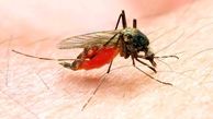 تولید داروی مالاریا به کمک یک روش سازگار با محیط زیست