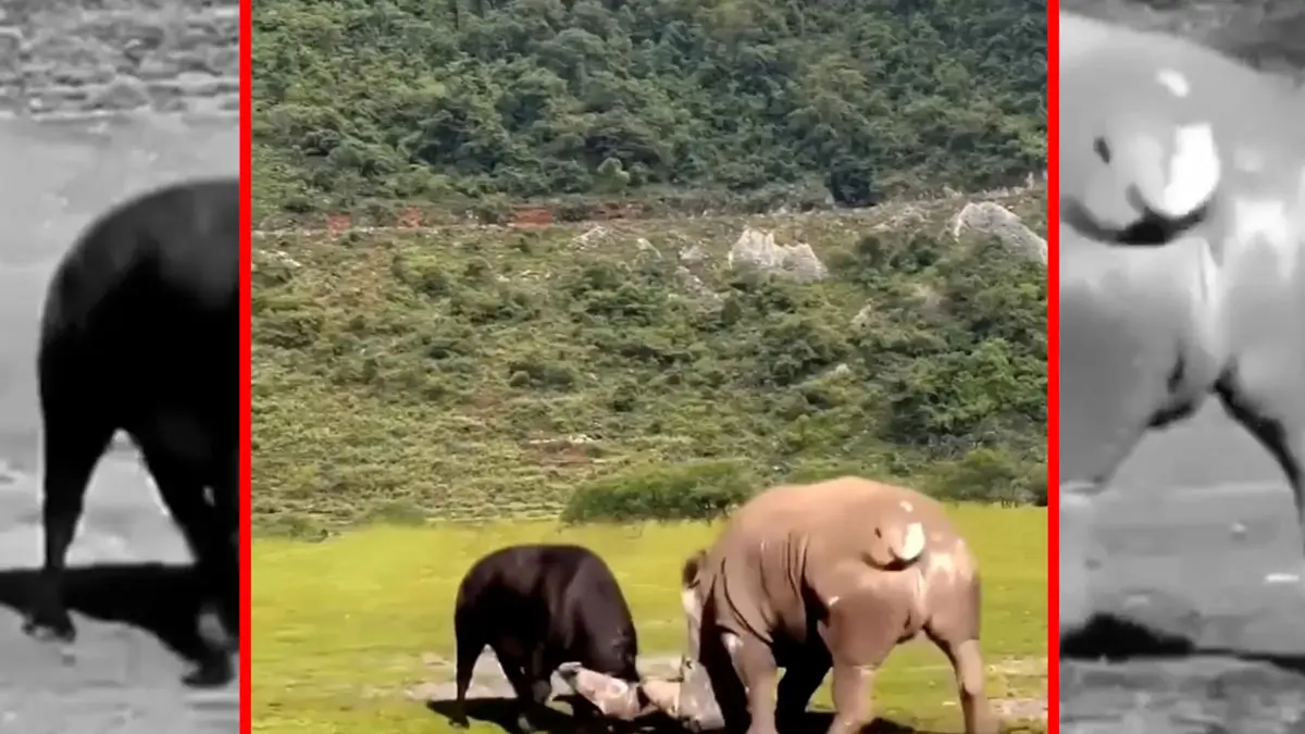 فیلم درگیری نفس‌گیر گاومیش با کرگدن