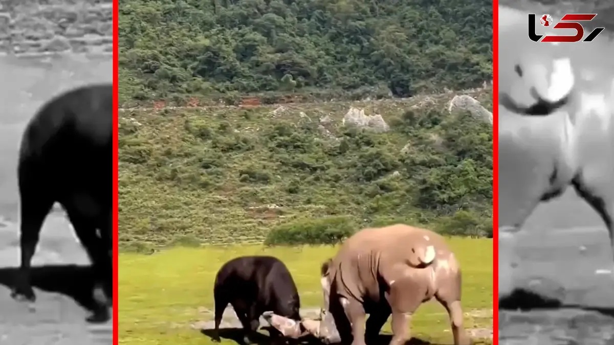 فیلم درگیری نفس‌گیر گاومیش با کرگدن