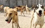 پشت پرده کشتار سگ ها در محل دفن زباله های شهری / شهردار مرند: محل نگهداری از سگ های بلاصاحب در مرند داریم +فیلم
