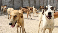  سگهای ولگرد سالانه جان 35000 انسان را می‌گیرند!