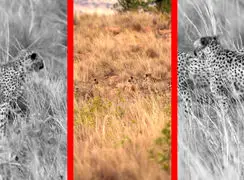 فیلم بازی مرگبار سه یوزپلنگ جوان با بچه گوزن