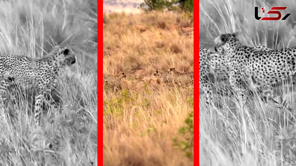 فیلم بازی مرگبار سه یوزپلنگ جوان با بچه گوزن