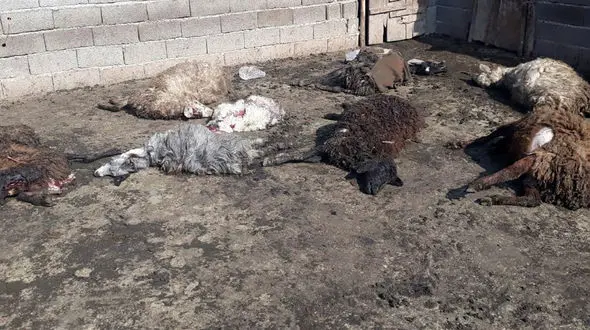 جولان گرگ گرسنه در روستای مغان اردبیل  