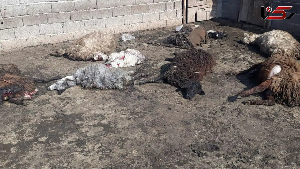 جولان گرگ گرسنه در روستای مغان اردبیل  