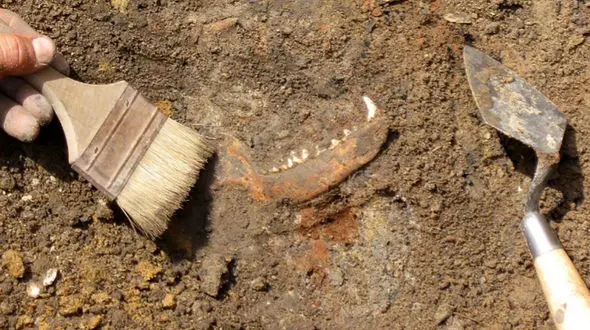 کشف بقایای سگ‌هایی که در دوران قحطی خورده شدند 