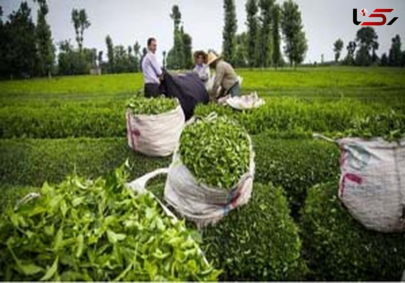 خرید برگ سبز چای به ۳۲ هزار تن رسید