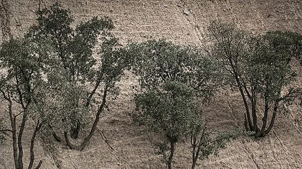 جنگلداری اجتماعی طرحی برای نجات جنگل‌های زاگرس