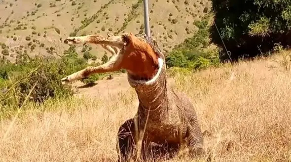 از جذابیت های حیات وحش؛ اژدهای کومودو بزی که شکار کرده بس بزرگه داره خفه میشه 