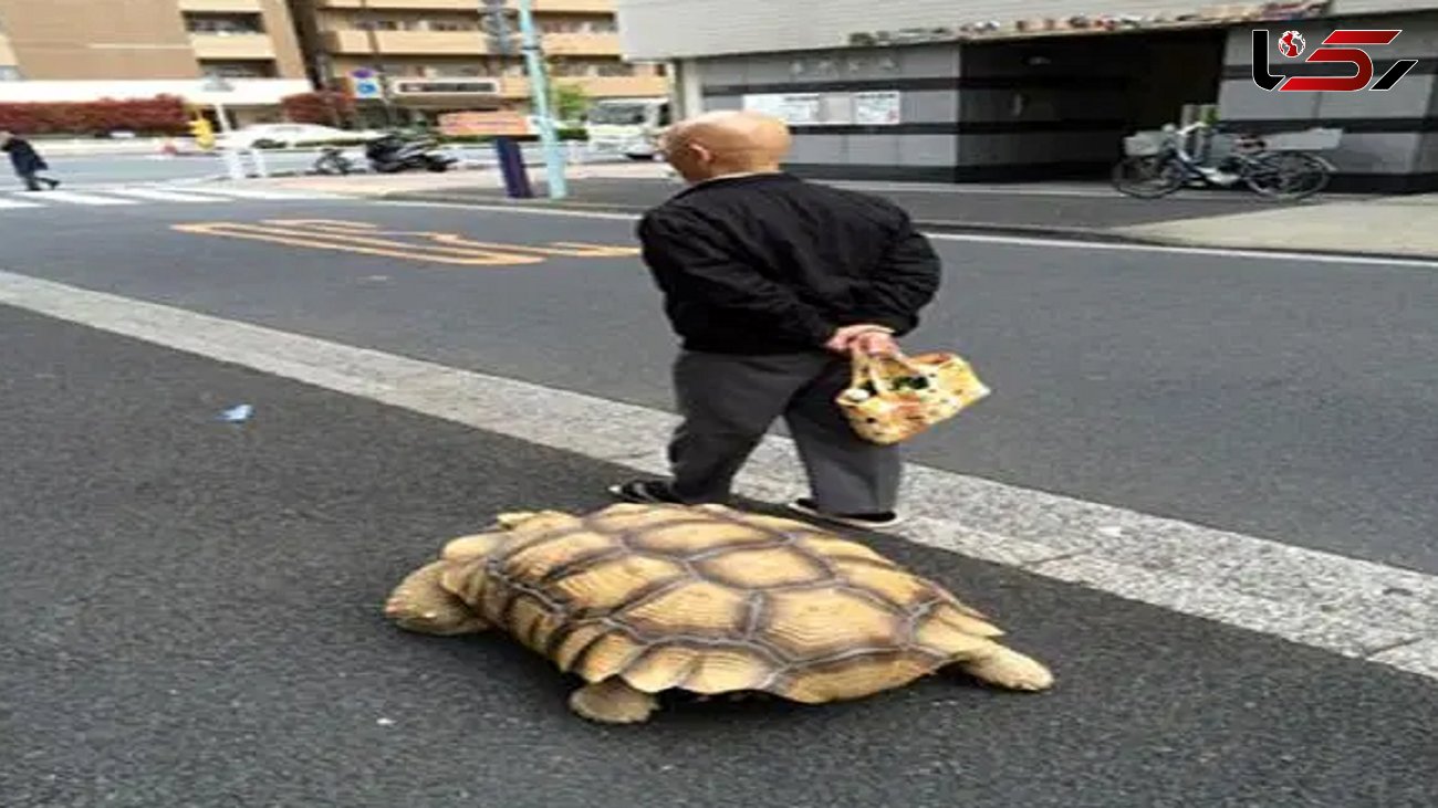 قدم زدن پیرمرد ژاپنی با لاک پشت بزرگ در خیابان + عکس