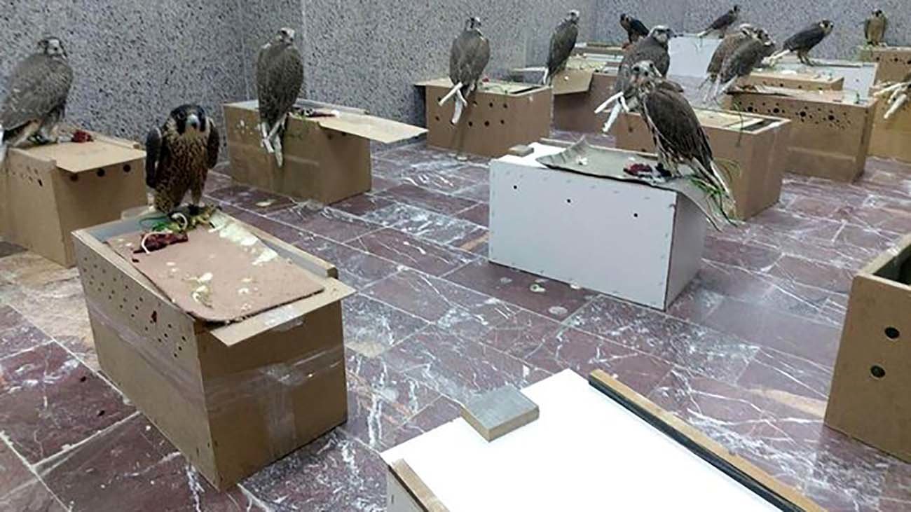 میلیاردرهای عرب خلیج فارس این 13 پرنده شکاری کمیاب را سفارش دادند + عکس