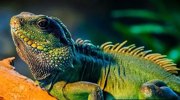  رنگ های شگفت انگیز و دیدنی روی پوست ایگوانا +تصاویر