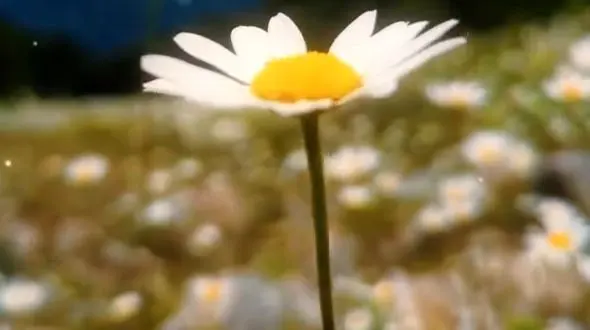 دو چهره از آرامش