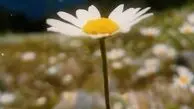 دو چهره از آرامش