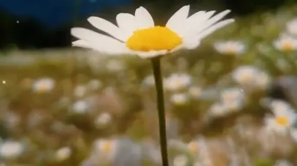 دو چهره از آرامش