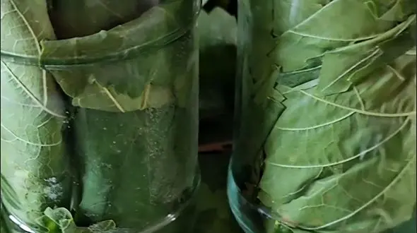 تنبلونه ترین روش تهیه کنسرو برگ مو + فیلم