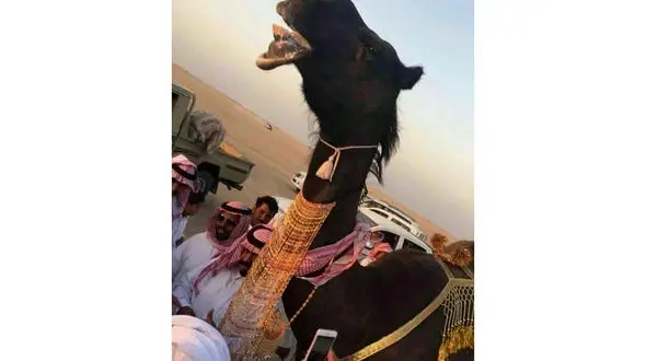 هدیه 13 میلیاردی برای ازدواج 2 شتر / خیلی ها حاضرند با این 2 شتر ازدواج کنند