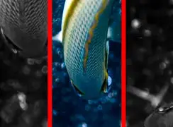 فیلم افشای مخفیگاه ماهی بابیت توسط ماهی‌های کوچک