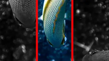 فیلم افشای مخفیگاه ماهی بابیت توسط ماهی‌های کوچک