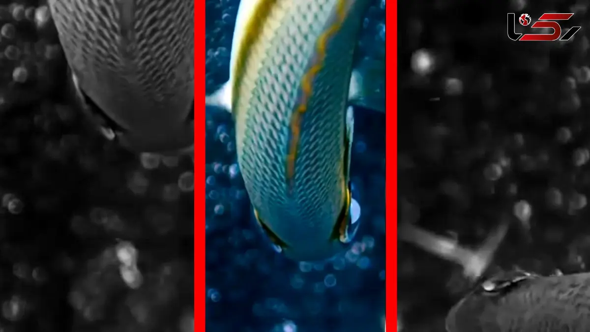فیلم افشای مخفیگاه ماهی بابیت توسط ماهی‌های کوچک