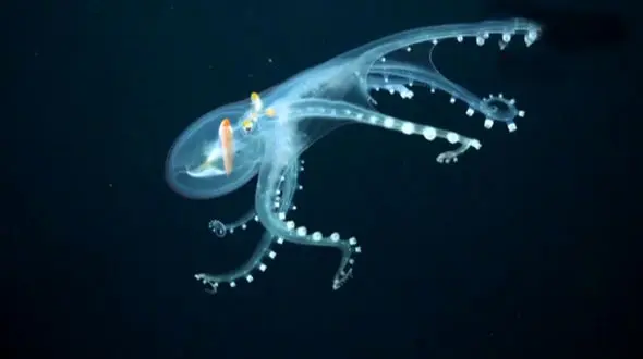 با حیوانات شیشه‌ ای و بدن‌ های نامرئی آنها آشنا شوید + عکس