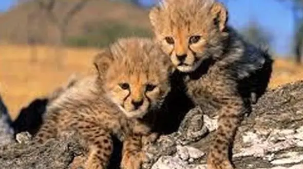 پیدا شدن دو توله یوز در طبیعت و انتقال آنها خبر خوبی نبود/ محیط زیست در آموزش جوامع محلی فقط ادعا کرده است