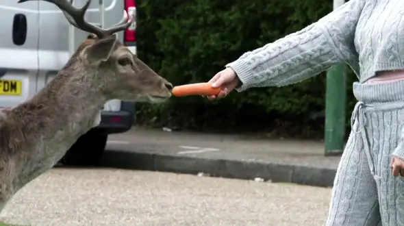 قرنطینه کرونایی لندن باعث نزدیک شدن گوزن ها به حومه شهر شد+ فیلم