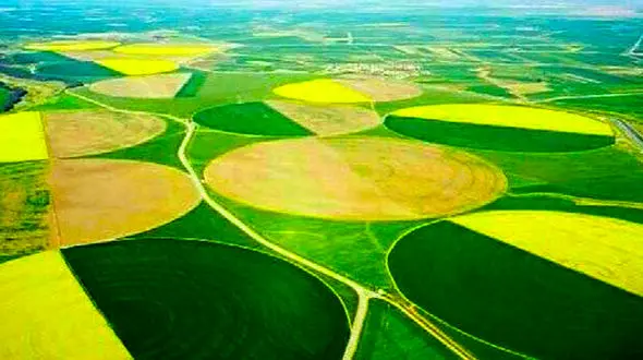 کاشت بیش از 1600 هکتار چغندرقند بهاره در کشت و صنعت مغان