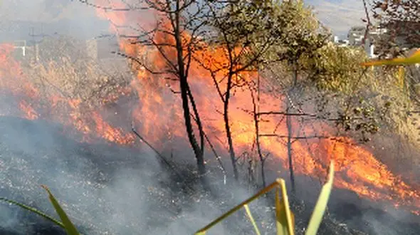 چهار هکتار از باغات حاشیه زنجانرود طعمه حریق شد