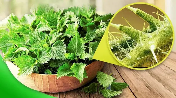 مدیریت قند خون با گزنه 