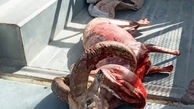 عکس تکاندهنده از لاشه قوچ کوهی در خوزستان / شکارچیان بی رحم بودند