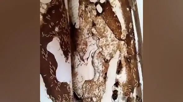 فیلم هجوم موریانه‌ ها به کتابخانه عمومی لرستان / همه کتاب ها خورده شدند