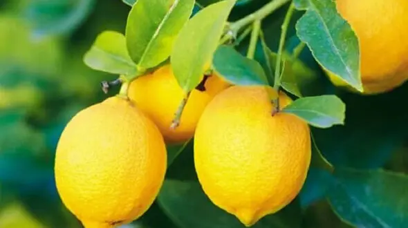 فواید لیمو برای شما