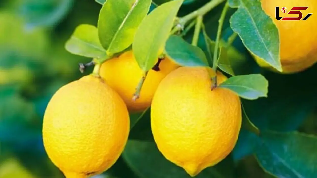 فواید لیمو برای شما