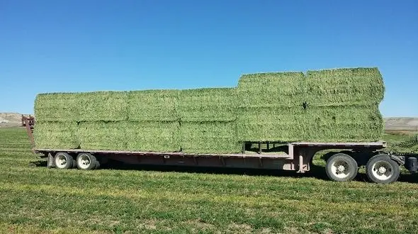 افزایش 40 درصدی قیمت جو و 30 درصدی قیمت یونجه با قطع ارز مبادله‌ای